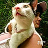 Mia joined the competition — help win amazing prizes! cat, calico_cat, person, face, cap, outdoor, greenery, nature, shoulder, closeup, portrait, animal, pet, whiskers, fur, pink, accessory, timestamp, nostalgic, star_sticker