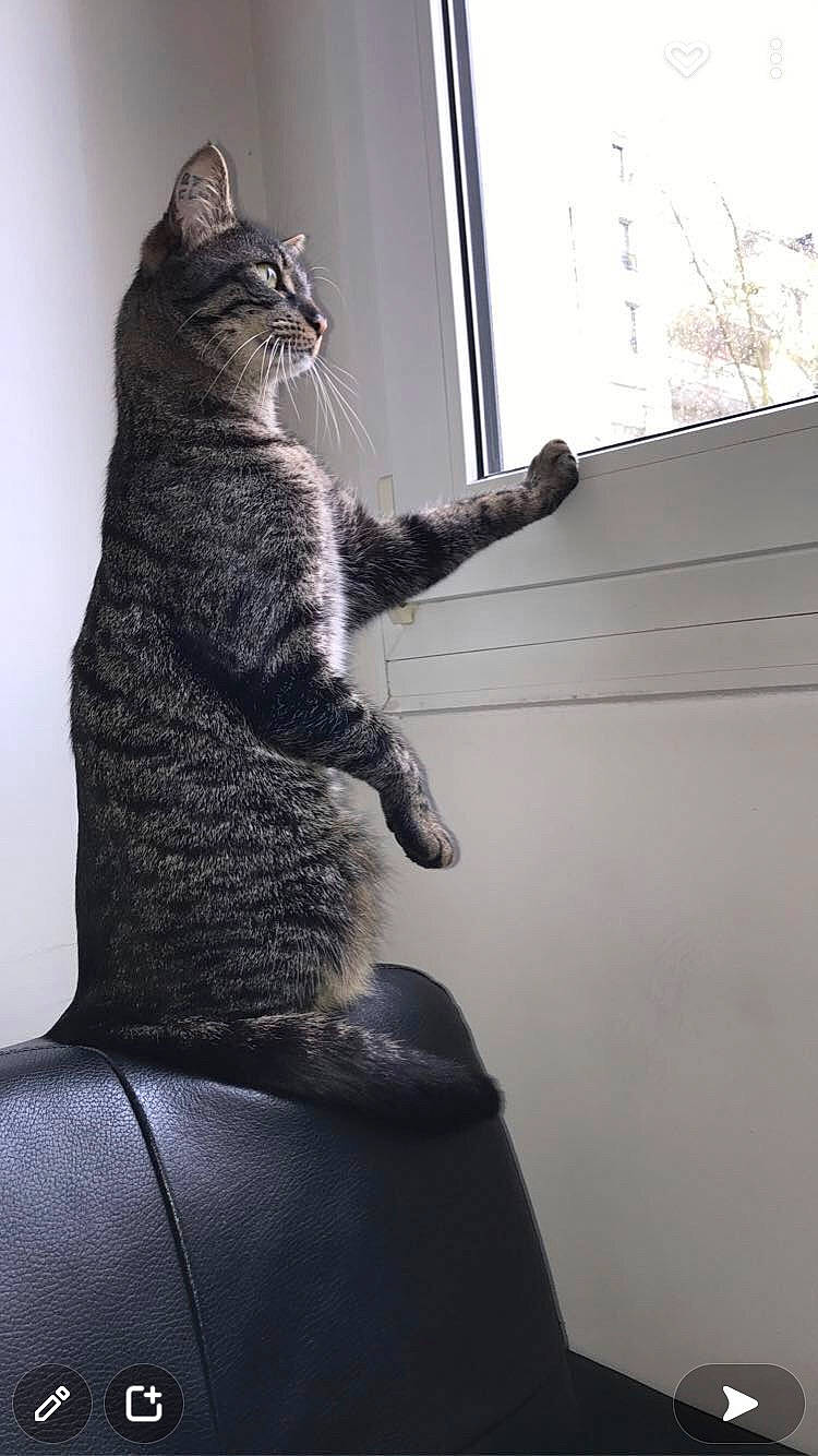 Roy participe au concours pour gagner de l'argent avec cette photo : carnivore, cat, comfort, domestic_short_haired_cat, felidae, fur, grey, monochrome_photography, paw, sitting, small_to_medium_sized_cats, snout, stairs, tail, tree, whiskers, window, window_blind, window_covering, wood