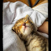 Sony participe au concours pour gagner de l'argent avec cette photo : kitten, sleeping, cat, cozy, blanket, nap, cute, fur, pet, rest, indoor, closeup, whiskers, soft, relaxation, adorable, fur_pattern, peaceful, domestic_animal, comfort