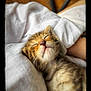 kitten, sleeping, cat, cozy, blanket, nap, cute, fur, pet, rest, indoor, closeup, whiskers, soft, relaxation, adorable, fur_pattern, peaceful, domestic_animal, comfort