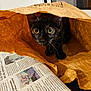 cat, kitten, tortoiseshell, paper_bag, curious, wide_eyes, newspaper, indoor, pet, animal, whiskers, playful, crinkled_bag, brown, close_up, domestic_cat, feline, cute, small, exploration