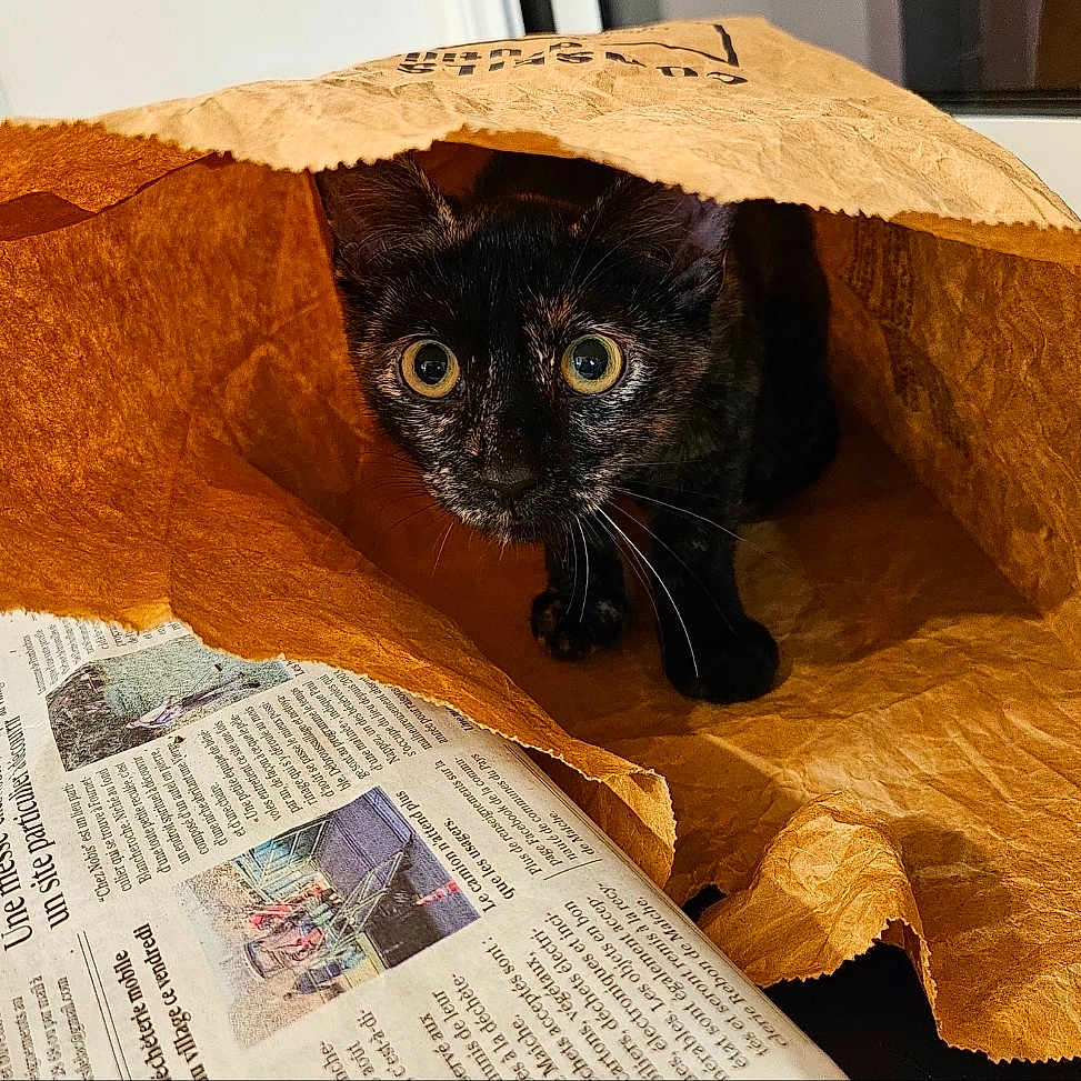 Cayenne a rejoint le concours — aidez-le/la à gagner de superbes lots ! animal, brown, cat, close_up, crinkled_bag, curious, cute, domestic_cat, exploration, feline, indoor, kitten, newspaper, paper_bag, pet, playful, small, tortoiseshell, whiskers, wide_eyes
