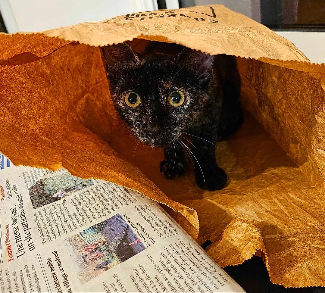 Cayenne a rejoint le concours — aidez-le/la à gagner de superbes lots ! cat, kitten, tortoiseshell, paper_bag, curious, wide_eyes, newspaper, indoor, pet, animal, whiskers, playful, crinkled_bag, brown, close_up, domestic_cat, feline, cute, small, exploration