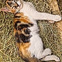 Nala participe au concours pour gagner de l'argent avec cette photo : kitten, calico, cat, hay, resting, sleepy, fur, animal, pet, wood, nature, outdoor, cute, small, mammal, young, relaxed, laying, domestic, feline