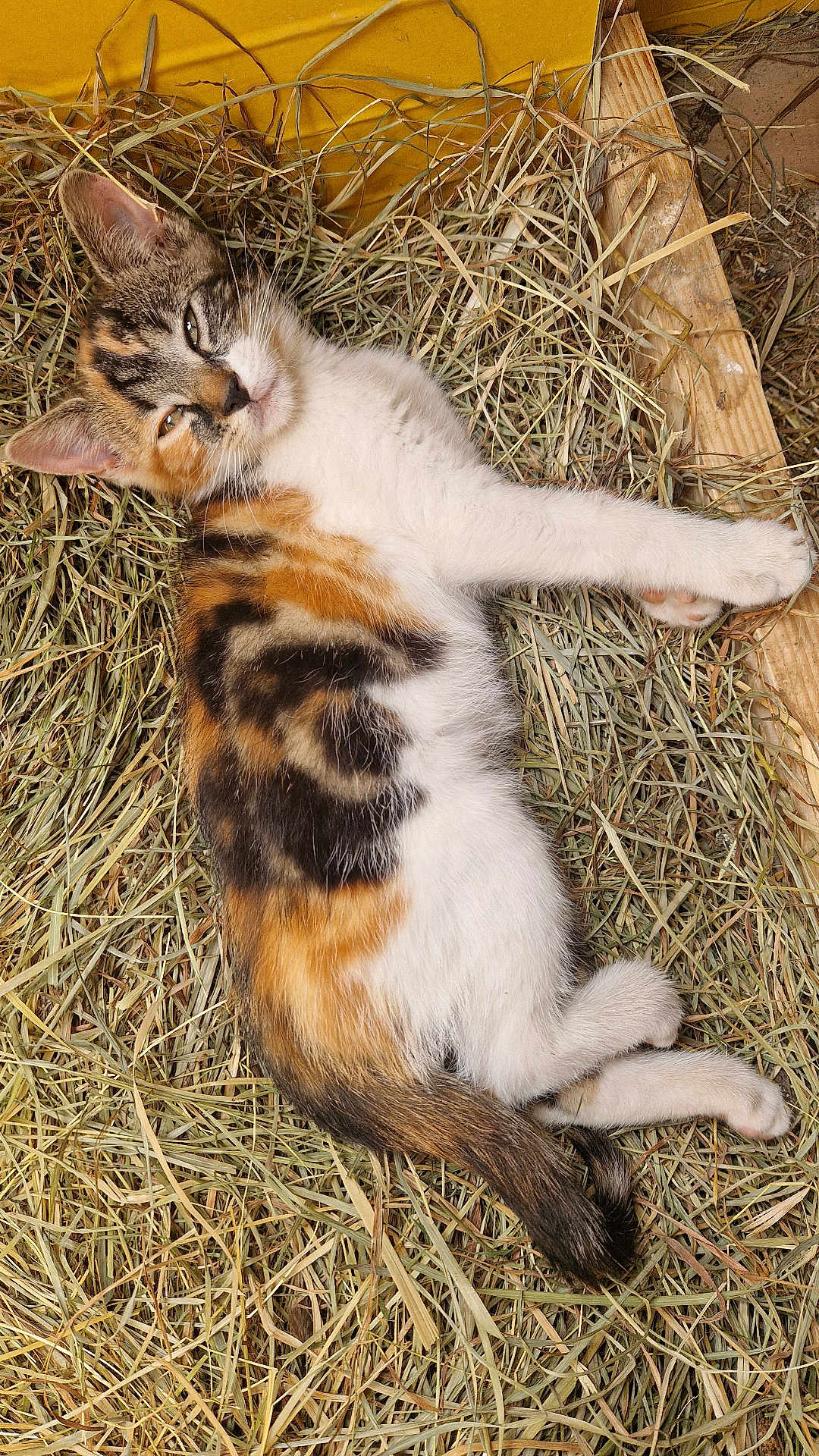 Nala participe au concours pour gagner de l'argent avec cette photo : kitten, calico, cat, hay, resting, sleepy, fur, animal, pet, wood, nature, outdoor, cute, small, mammal, young, relaxed, laying, domestic, feline