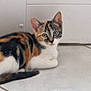 animal, calico, cat, corner, cute, domestic, ears, floor, fur, green_eyes, indoor, kitten, looking, pet, resting, small, tail, tile, whiskers, young