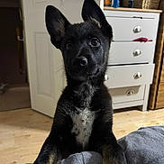 Cinder joined the competition — help win amazing prizes! puppy, dog, black_dog, indoor, wooden_floor, furniture, drawer, ears, curious, pet, young_dog, canine, animal, closeup, flooring, home, domestic, looking, front_view, white_patch