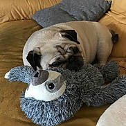 Maha participe au concours pour gagner de l'argent avec cette photo : dog, pug, stuffed_animal, toy, couch, leather, pillow, sleeping, resting, pet, indoor, cozy, fur, animal, snuggling, home, relaxing, cute, companion, soft
