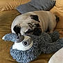 dog, pug, stuffed_animal, toy, couch, leather, pillow, sleeping, resting, pet, indoor, cozy, fur, animal, snuggling, home, relaxing, cute, companion, soft