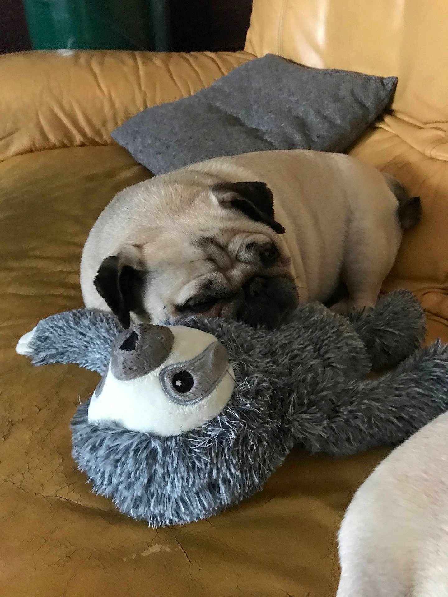 Maha participe au concours pour gagner de l'argent avec cette photo : dog, pug, stuffed_animal, toy, couch, leather, pillow, sleeping, resting, pet, indoor, cozy, fur, animal, snuggling, home, relaxing, cute, companion, soft