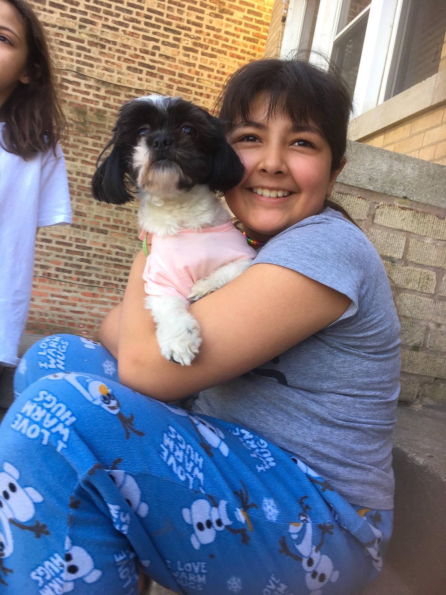 Luna is registered to the contest to win money with this photo: canidae, carnivore, companion_dog, dog, dog_breed, havanese, puppy, puppy_love, shih_tzu, sporting_group