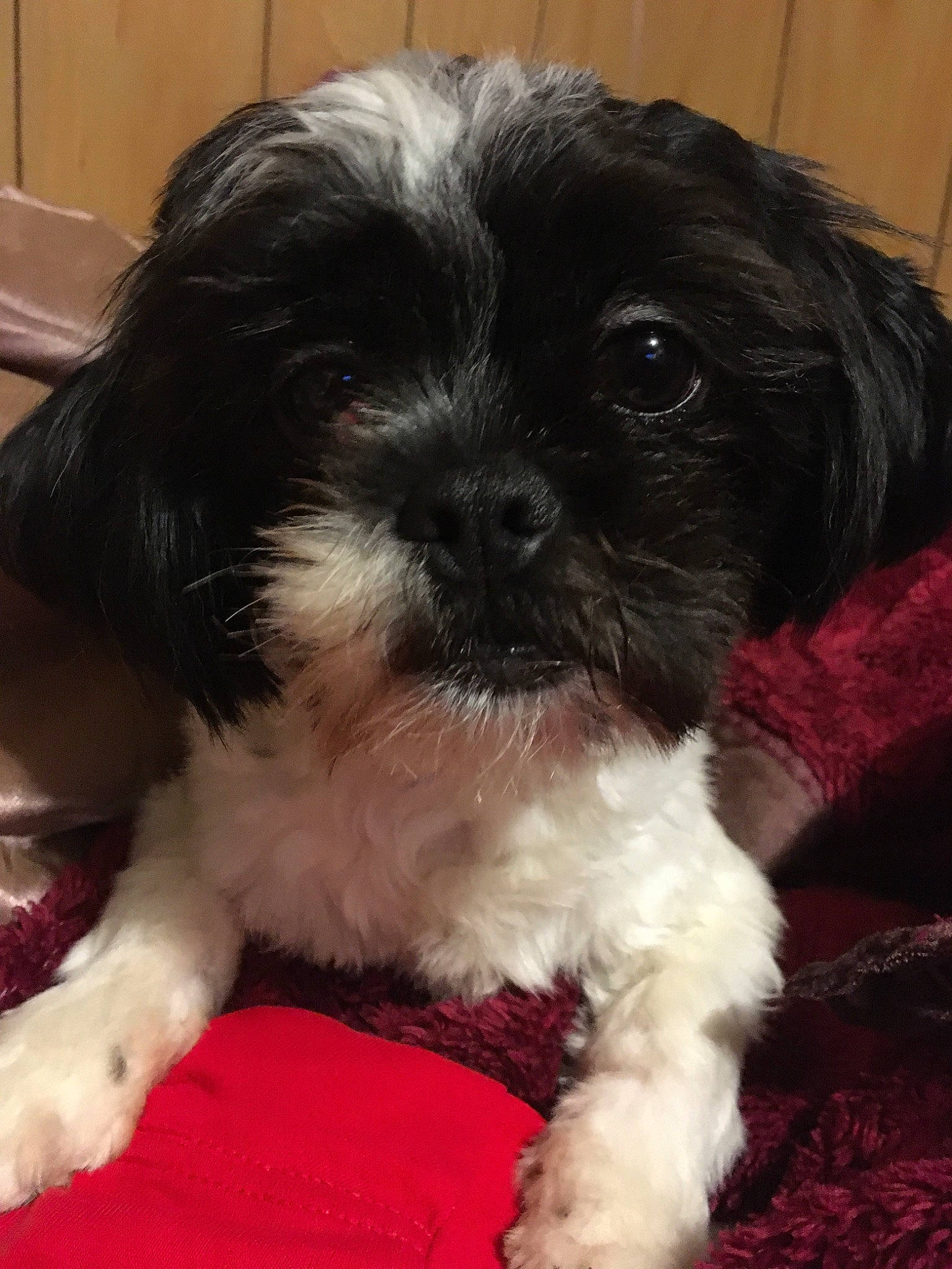 Luna is registered to the contest to win money with this photo: bolonka, canidae, carnivore, cavapoo, chinese_imperial_dog, cockapoo, companion_dog, dog, dog_breed, kyi_leo, mal_shi, maltepoo, mammal, pekapoo, puppy, schnoodle, shih_poo, shih_tzu, snout, vertebrate