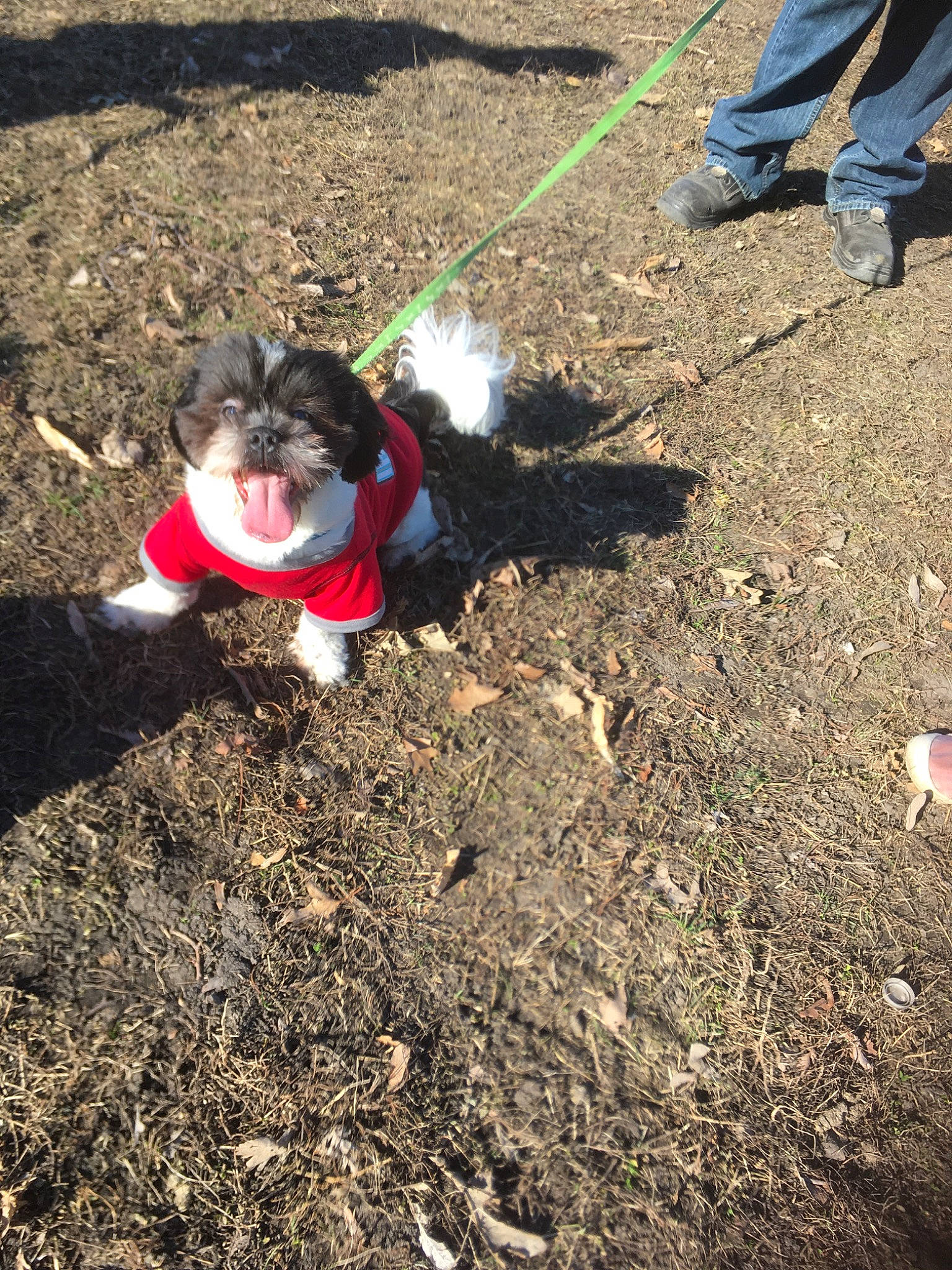 Simba joined the competition — help win amazing prizes! canidae, carnivore, dog, dog_breed, non_sporting_group, plant, schnoodle, soil, sporting_group, terrier