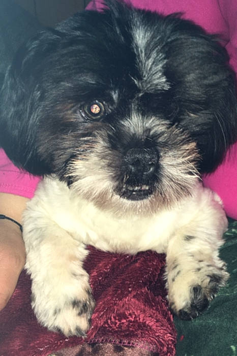 Simba joined the competition — help win amazing prizes! bolonka, canidae, carnivore, cavapoo, chinese_imperial_dog, dog, dog_breed, havanese, kyi_leo, lhasa_apso, maltepoo, mammal, morkie, pekapoo, puppy, schnoodle, shih_poo, shih_tzu, vertebrate, yorkipoo