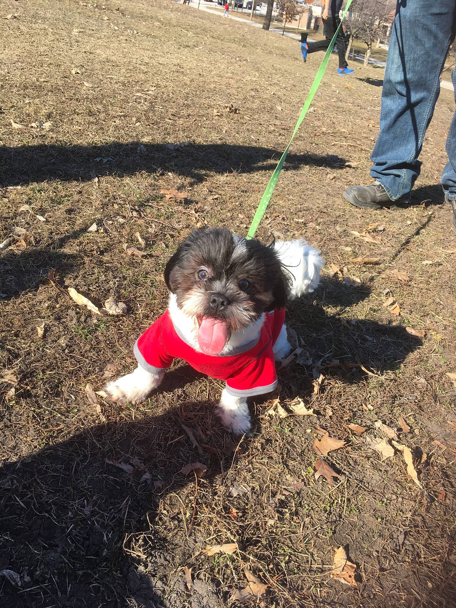 Simba joined the competition — help win amazing prizes! adventure, canidae, carnivore, companion_dog, dog, dog_breed, dog_walking, leash, non_sporting_group, plant, schnoodle, soil, sporting_group, toy_dog, tree