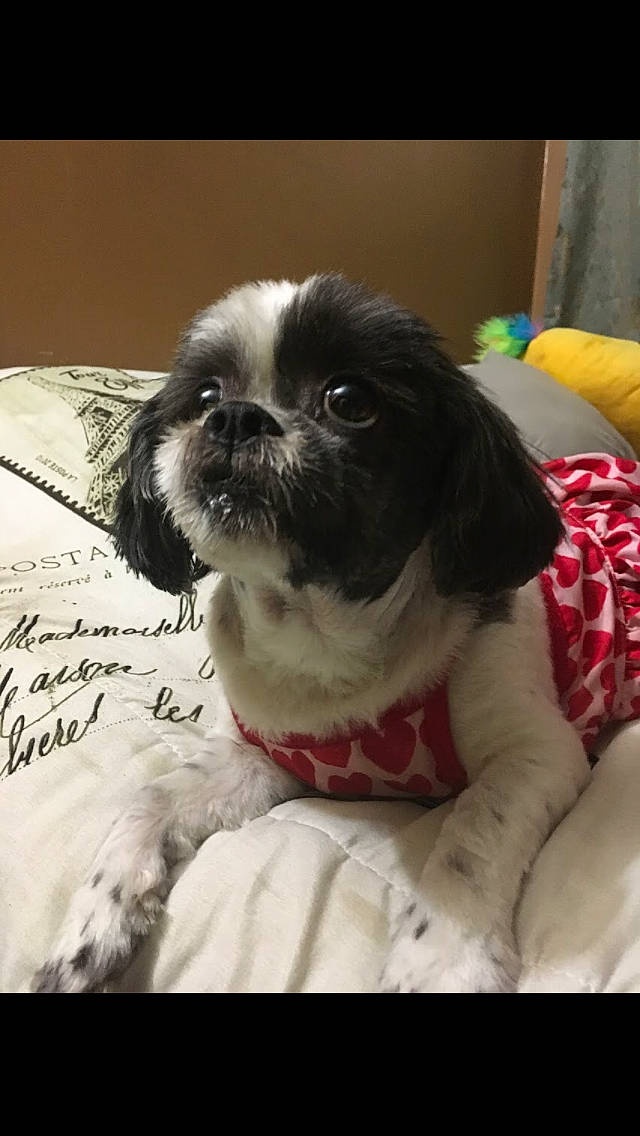 Nena joined the competition — help win amazing prizes! canidae, carnivore, chinese_imperial_dog, companion_dog, dog, dog_breed, japanese_chin, mammal, pekingese, phalene, puppy, puppy_love, rare_breed_dog, shih_tzu, snout, sporting_group, toy_dog, vertebrate