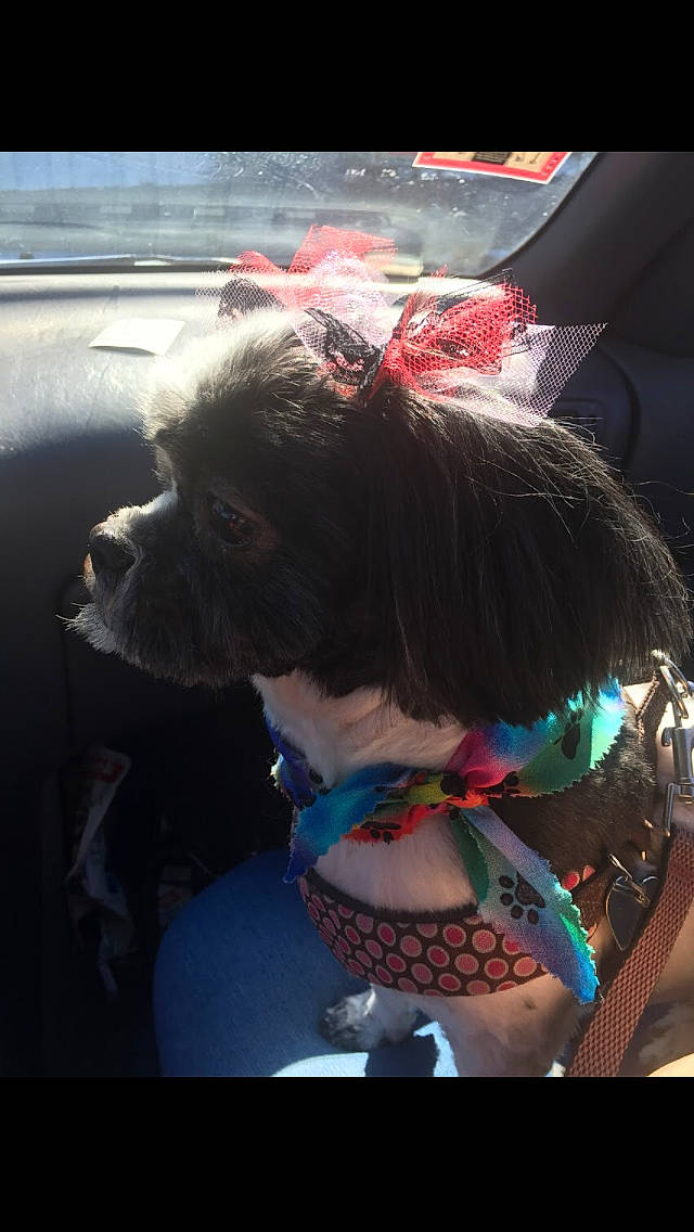 Nena joined the competition — help win amazing prizes! canidae, carnivore, companion_dog, dog, dog_breed, ear, fun, non_sporting_group, snout, sporting_group, toy_dog