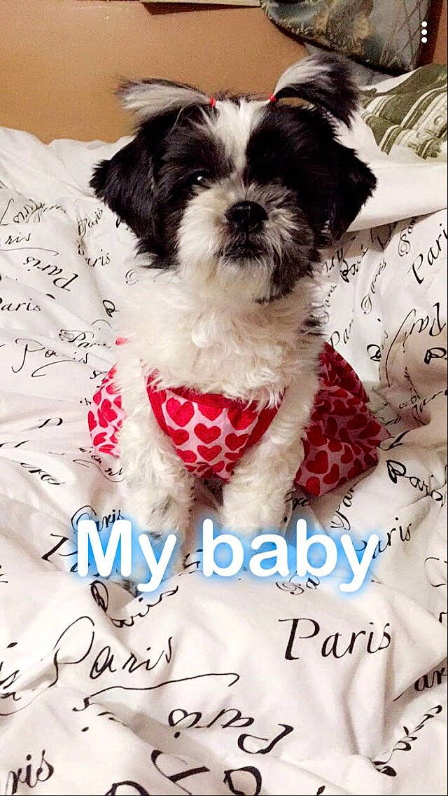 Nena joined the competition — help win amazing prizes! canidae, carnivore, chinese_imperial_dog, companion_dog, dog, dog_breed, font, havanese, kyi_leo, lhasa_apso, love, mal_shi, maltepoo, mammal, morkie, puppy, puppy_love, schnoodle, shih_tzu, toy_dog