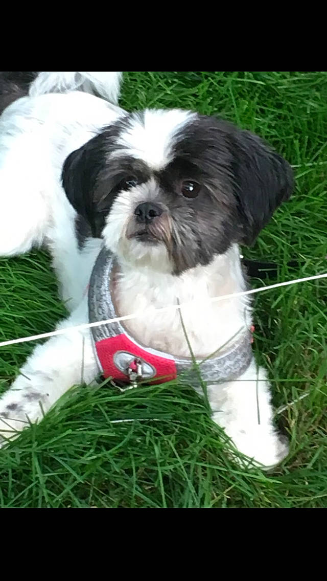 Nena is registered to the contest to win money with this photo: canidae, carnivore, chinese_imperial_dog, companion_dog, dog, dog_breed, grass, kyi_leo, lhasa_apso, mal_shi, mammal, non_sporting_group, pekapoo, puppy, rare_breed_dog, shih_tzu, snout, sporting_group, toy_dog, vertebrate