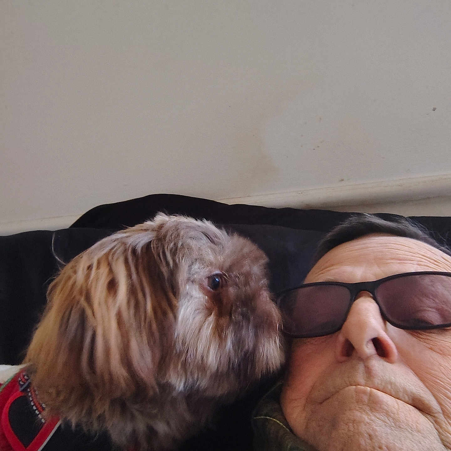 Cooper joined the competition — help win amazing prizes! brown_dog, casual, closeup, comfort, companion, couch, dog, elderly_person, face, friendship, furry, glasses, home, indoor, person, pet, plaid, relaxation, resting, sweater