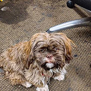 Cooper is registered to the contest to win money with this photo: dog, small_dog, fluffy, brown_fur, white_fur, pet, indoor, carpet, office_chair, looking_up, cute, scruffy, animal, companion, sitting, furry, paw, nose, ears, domestic_animal