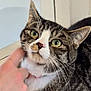 Oakley is registered to the contest to win money with this photo: cat, tabby, green_eyes, petting, human_hand, indoor, wooden_surface, white_wall, close_up, feline, domestic_animal, curious, whiskers, ears, fur, collar, relaxed, looking_up, portrait, animal