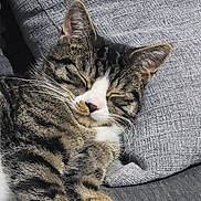 Oakley is registered to the contest to win money with this photo: cat, tabby, sleeping, whiskers, close_up, feline, pet, cozy, relaxed, cushion, gray, fur, indoor, resting, cute, animal, domestic, soft, peaceful, nap