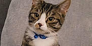 Oakley is registered to the contest to win money with this photo: cat, tabby, pet, animal, feline, collar, blue_collar, bell, whiskers, ears, eyes, face, sitting, cute, domestic_cat, indoor, couch, gray_cushion, fur, looking