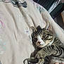 Oakley joined the competition — help win amazing prizes! cat, tabby, pet, animal, indoor, bed, blanket, floral_pattern, fur, whiskers, paw, relaxed, cute, mammal, domestic, sleepy, resting, closeup, face, ears