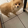 dog, puppy, small_dog, fluffy, fur, tile_floor, indoor, pet, cute, animal, looking_up, brown_fur, household, companion, canine, standing, domestic, adorable, young_dog, curious