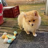 puppy, dog, pomeranian, fluffy, toy, plush_toy, wooden_deck, outdoor, mat, red_crate, red_bucket, pet, cute, small_dog, fur, animal, playful, curious, background, daylight