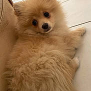 Brook a rejoint le concours — aidez-le/la à gagner de superbes lots ! dog, puppy, pomeranian, fluffy, fur, cute, pet, animal, indoors, floor, tile, beige, furniture, small, lying, looking, curious, adorable, companion, domestic