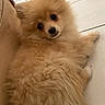 dog, puppy, pomeranian, fluffy, fur, cute, pet, animal, indoors, floor, tile, beige, furniture, small, lying, looking, curious, adorable, companion, domestic