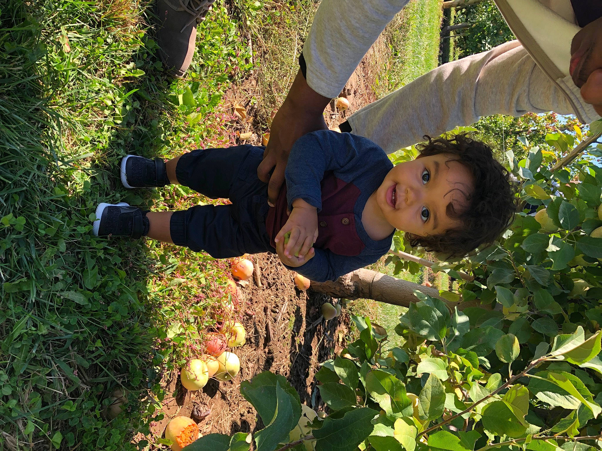 Mason is registered to the contest to win money with this photo: botany, child, fruit, fun, grass, grassland, happy, human_leg, leisure, natural_environment, nature, people_in_nature, person, plant, plantation, shorts, soil, thigh, toddler, tree
