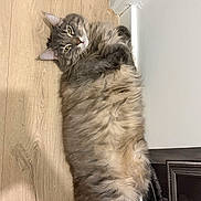 Aslan a rejoint le concours — aidez-le/la à gagner de superbes lots ! cat, fluffy, relaxed, wooden_floor, indoor, pet, fur, sleepy, cozy, corner, framed_picture, homedecor, animal, cute, mammal, whiskers, yellow_eyes, resting, laying_down, domestic_cat