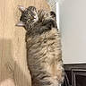 cat, fluffy, relaxed, wooden_floor, indoor, pet, fur, sleepy, cozy, corner, framed_picture, homedecor, animal, cute, mammal, whiskers, yellow_eyes, resting, laying_down, domestic_cat