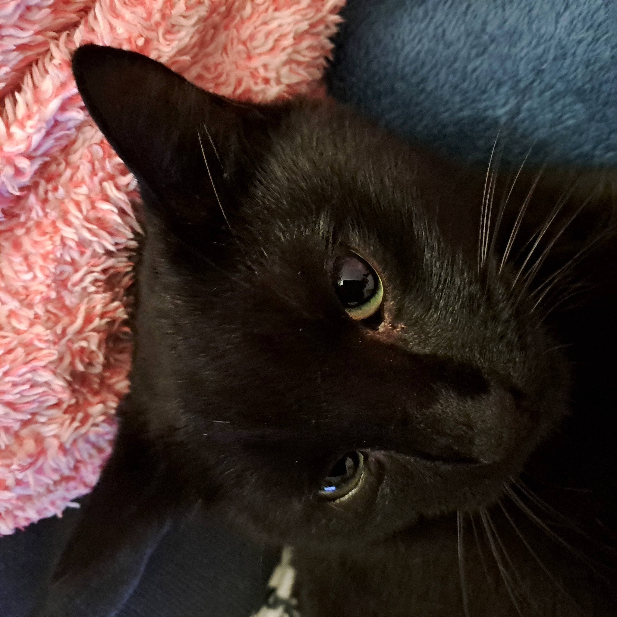 Shadow a rejoint le concours — aidez-le/la à gagner de superbes lots ! black_cat, bombay, carmine, carnivore, cat, domestic_short_haired_cat, felidae, fur, small_to_medium_sized_cats, snout, terrestrial_animal, whiskers