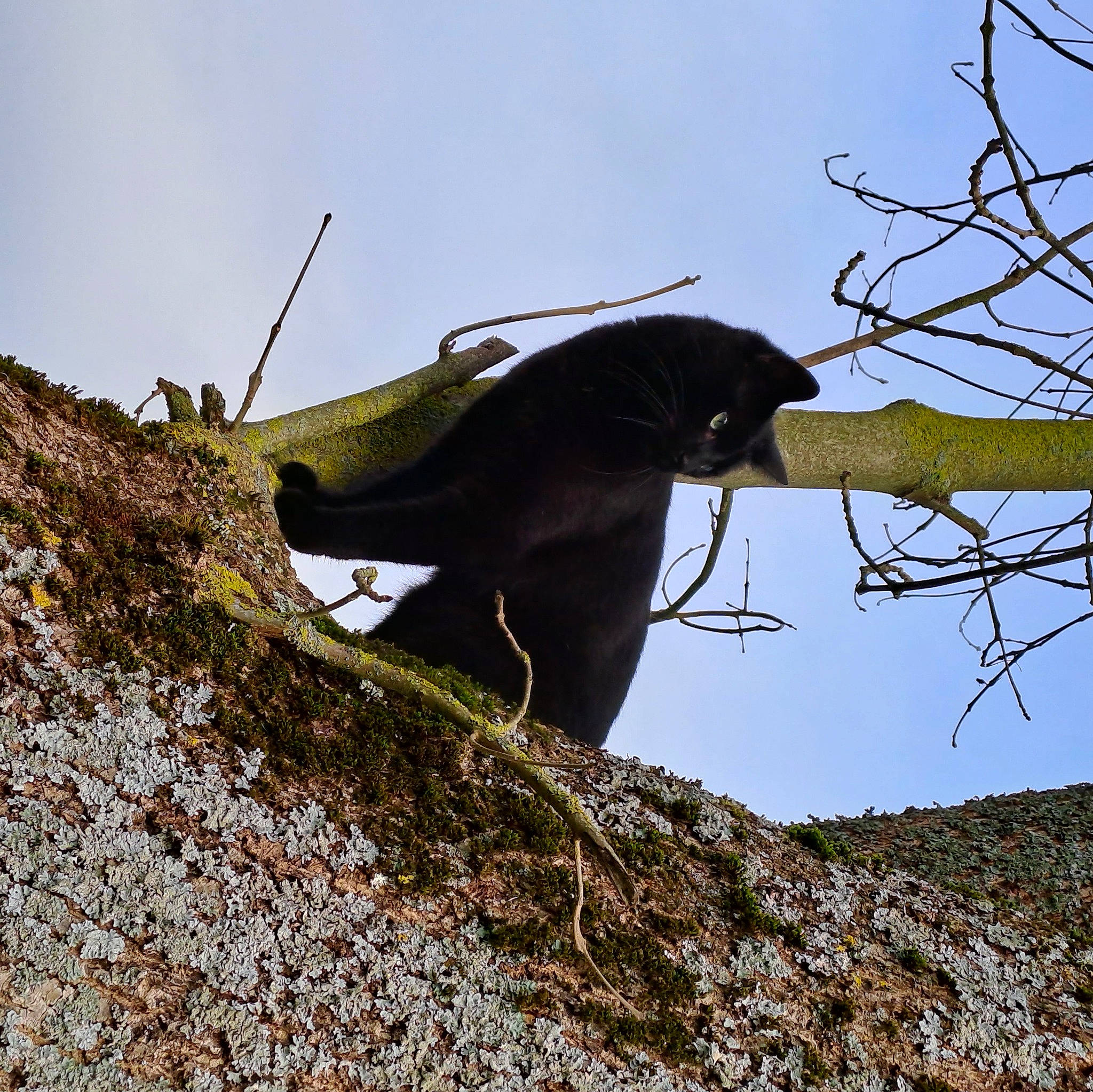 Shadow a rejoint le concours — aidez-le/la à gagner de superbes lots ! arthropod, beak, cricket_like_insect, feather, grass, insect, landscape, pest, plant, plant_stem, pollinator, rock, sky, soil, terrestrial_animal, tree, twig, wildlife, wing, wood