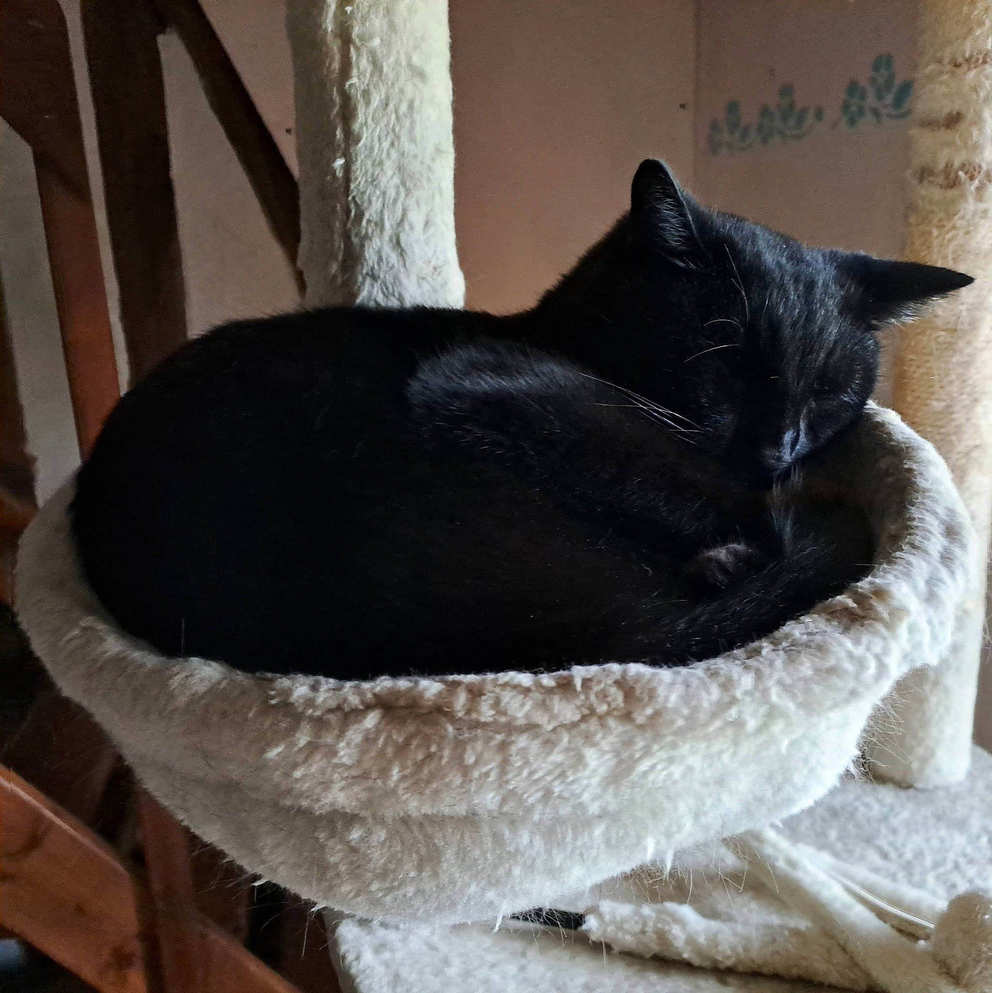 Shadow a rejoint le concours — aidez-le/la à gagner de superbes lots ! black_cat, box, carnivore, cat, cat_bed, cat_furniture, cat_supply, comfort, domestic_short_haired_cat, felidae, fur, grey, pet_supply, small_to_medium_sized_cats, snout, table, tail, whiskers, window, wood