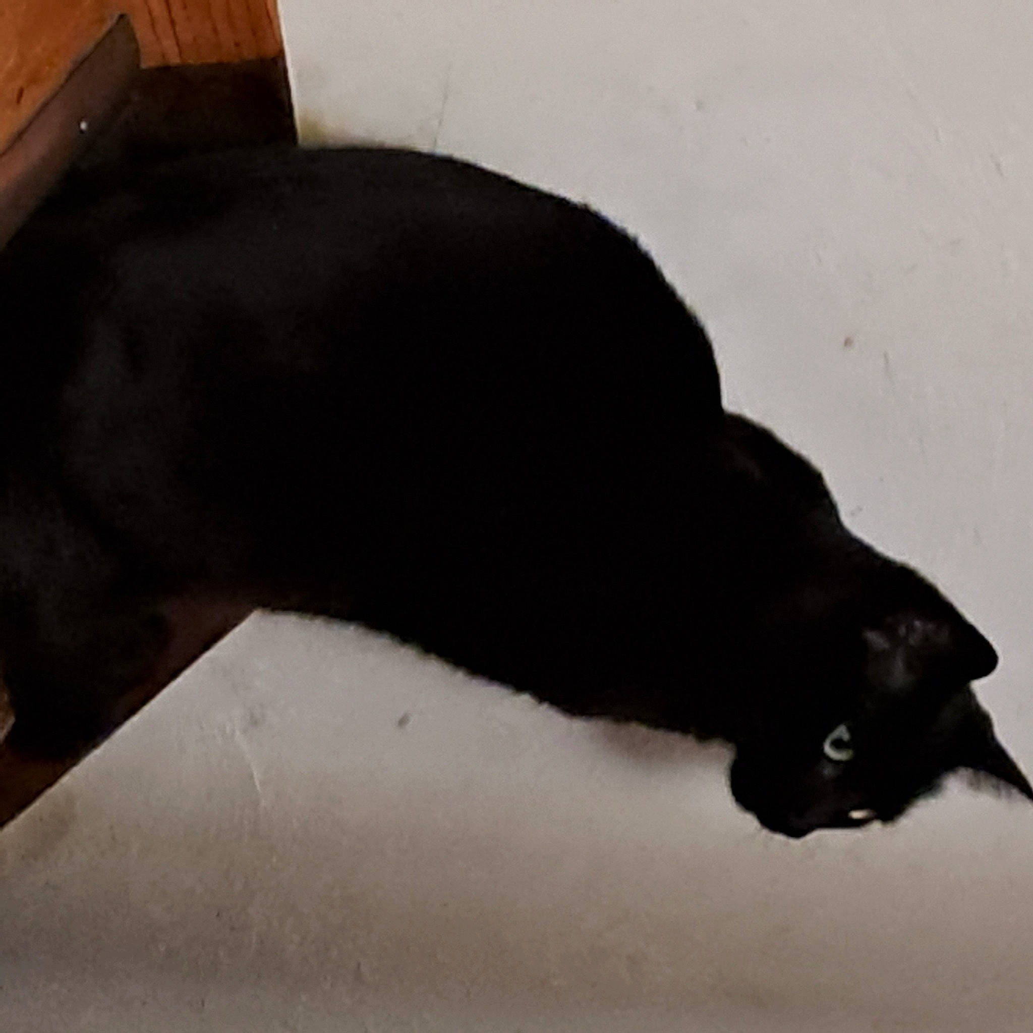 Shadow a rejoint le concours — aidez-le/la à gagner de superbes lots ! black_cat, bombay, carnivore, cat, claw, comfort, dog_breed, domestic_short_haired_cat, felidae, fur, shadow, small_to_medium_sized_cats, snout, tail, terrestrial_animal, whiskers