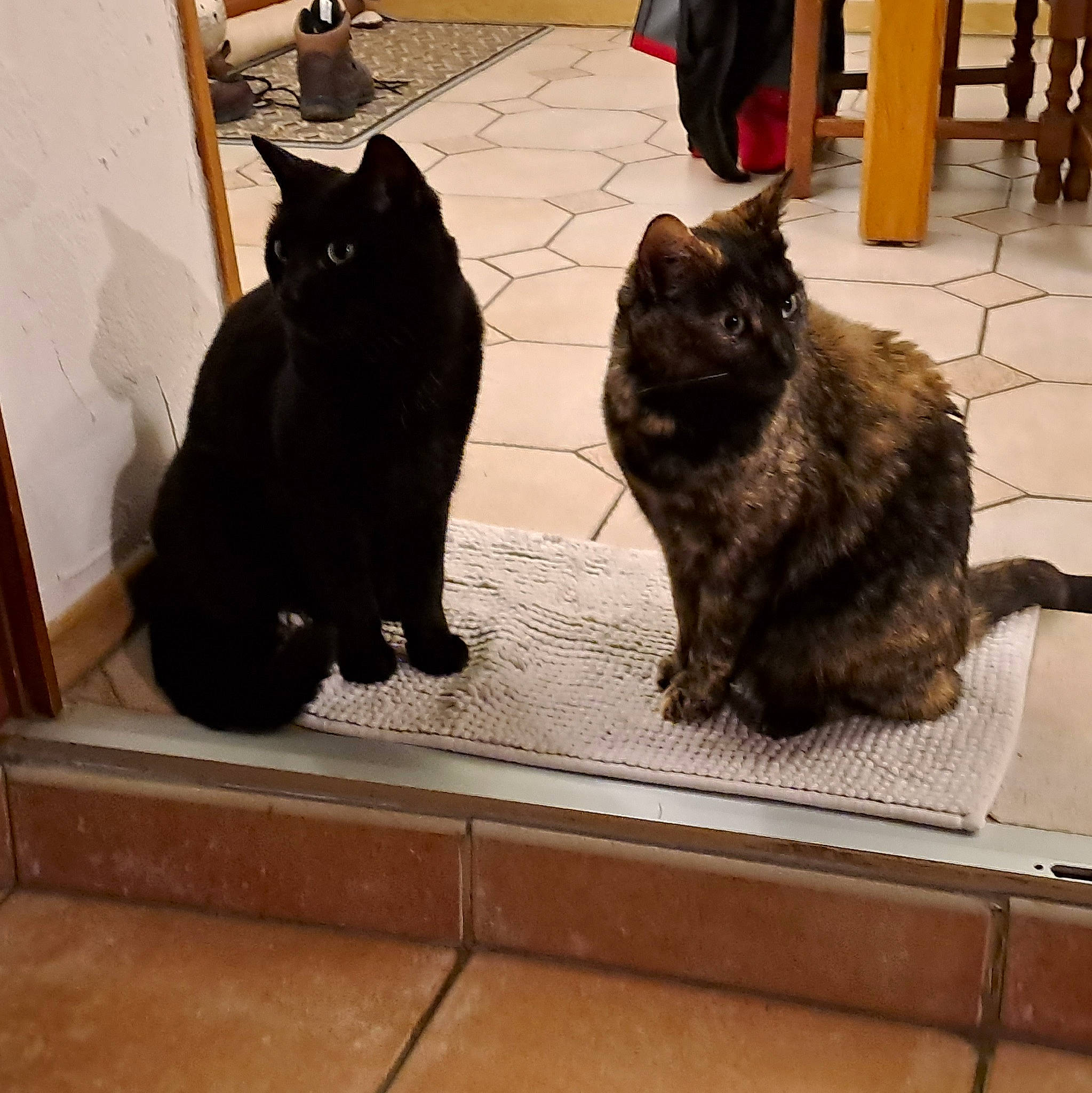 Shadow a rejoint le concours — aidez-le/la à gagner de superbes lots ! black_cat, bombay, carnivore, cat, claw, comfort, domestic_short_haired_cat, felidae, floor, flooring, fur, hardwood, luggage_and_bags, paw, small_to_medium_sized_cats, snout, tail, terrestrial_animal, whiskers, wood