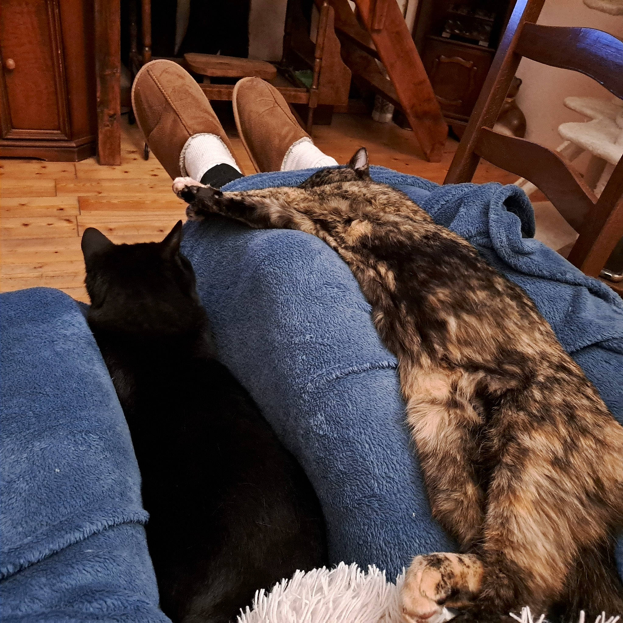 Shanou a rejoint le concours — aidez-le/la à gagner de superbes lots ! bag, carnivore, comfort, companion_dog, dog_breed, fawn, felidae, fur, grey, hardwood, hat, human_leg, linens, luggage_and_bags, mammal, small_to_medium_sized_cats, tail, textile, vertebrate, wood