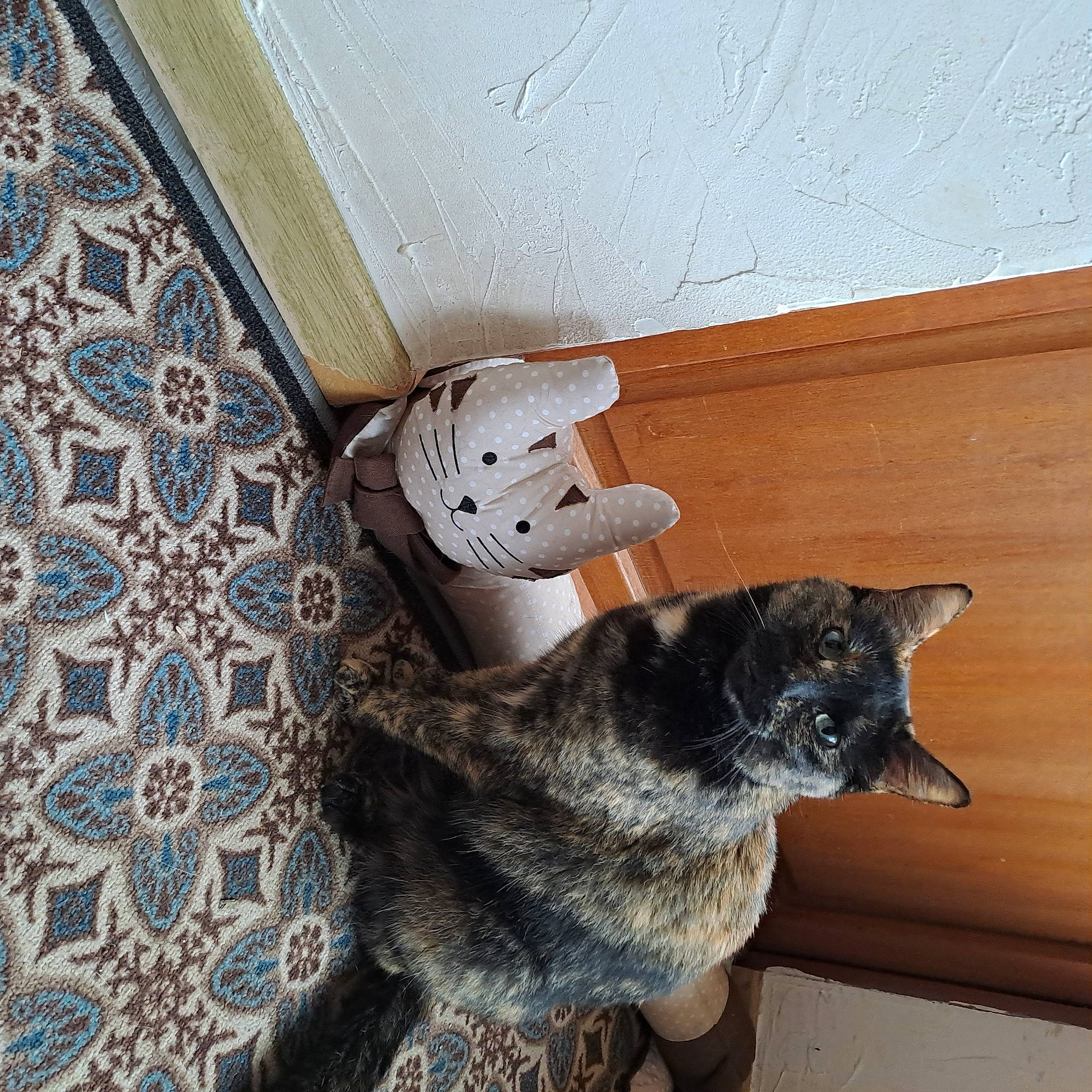 Shanou participe au concours pour gagner de l'argent avec cette photo : black_cat, carnivore, cat, claw, comfort, domestic_short_haired_cat, felidae, flooring, fur, grey, hardwood, mammal, pattern, room, shelf, small_to_medium_sized_cats, snout, tail, whiskers, wood