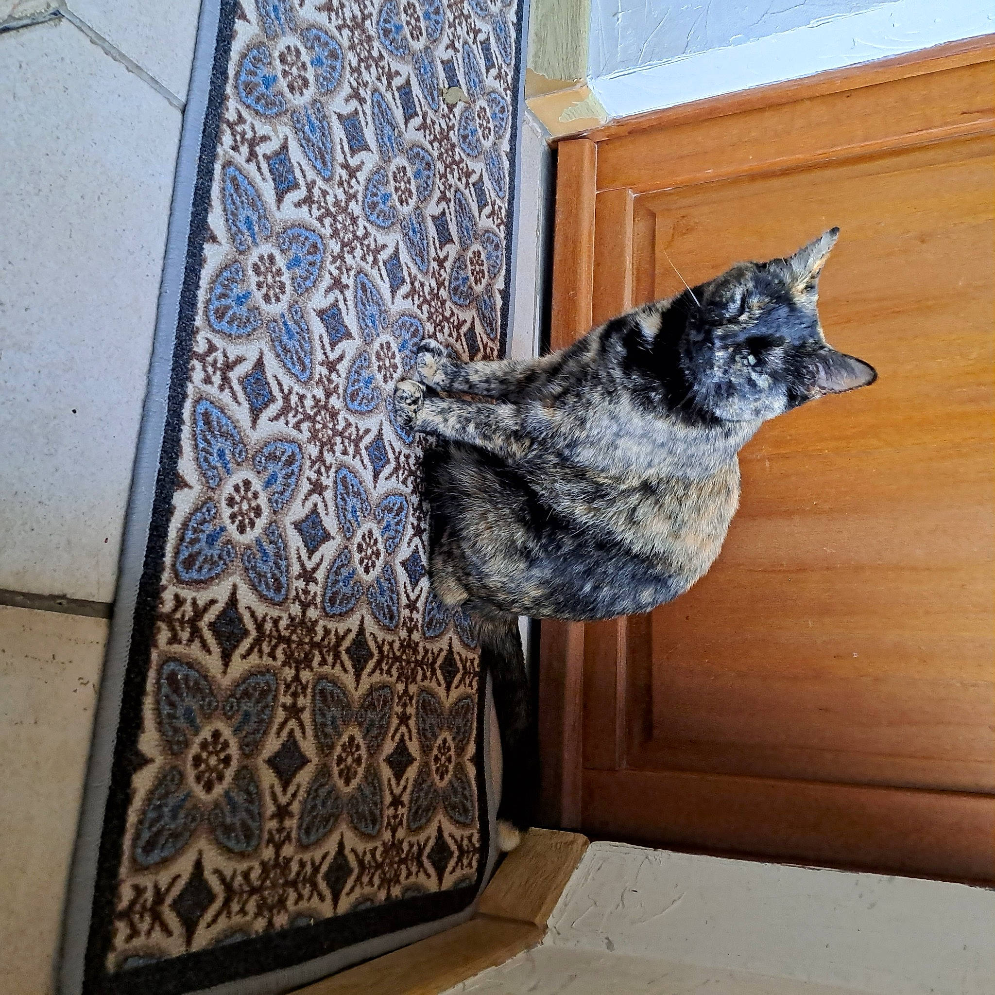 Shanou participe au concours pour gagner de l'argent avec cette photo : art, carnivore, cat, domestic_short_haired_cat, electric_blue, felidae, floor, flooring, fur, grey, hardwood, pattern, rectangle, sculpture, small_to_medium_sized_cats, tail, wall, whiskers, window, wood