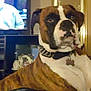 Sampson is registered to the contest to win money with this photo: dog, boxer, indoor, living_room, pet, collar, spiked_collar, brown, white, furniture, remote_control, mirror, television, decor, relaxed, canine, household, animal, portrait, companion