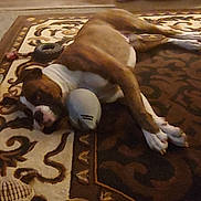 Sampson is registered to the contest to win money with this photo: dog, rug, toy, football, brown, white, indoor, pet, lying_down, resting, paws, floor, patterned_rug, animal, canine, sleepy, cozy, home, comfort, relaxed