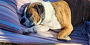 Sampson joined the competition — help win amazing prizes! dog, brindle, white, resting, sleeping, outdoor, cushion, striped, sunlight, garden, relaxed, pet, collar, nature, paw, shadow, bench, daylight, animal, canine