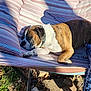 dog, brindle, white, resting, sleeping, outdoor, cushion, striped, sunlight, garden, relaxed, pet, collar, nature, paw, shadow, bench, daylight, animal, canine