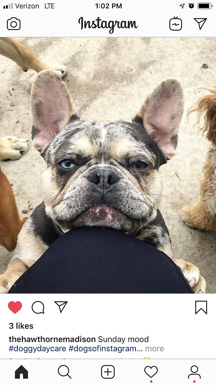 Frank Da Tank joined the competition — help win amazing prizes! ancient_dog_breeds, bulldog, canidae, carnivore, companion_dog, dog, dog_breed, fawn, french_bulldog, mammal, molosser, non_sporting_group, photo_caption, photography, puppy, rare_breed_dog, snout, toy_bulldog, vertebrate