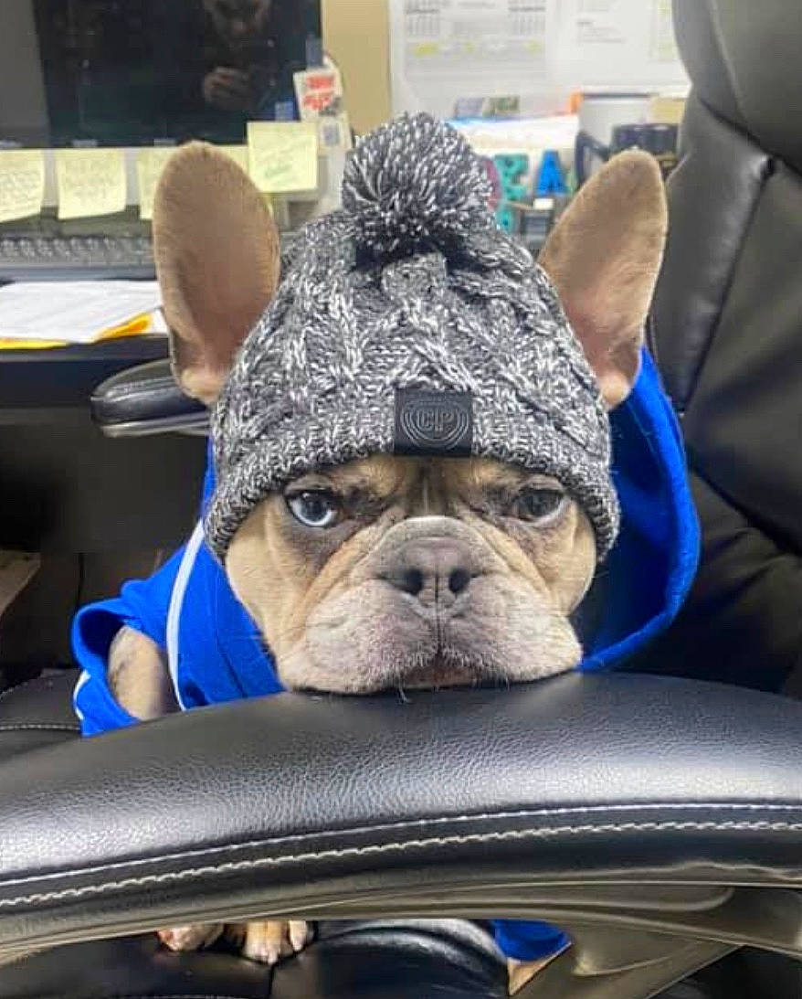 Frank Da Tank joined the competition — help win amazing prizes! boston_terrier, bulldog, canidae, carnivore, companion_dog, dog, dog_breed, ear, fawn, french_bulldog, non_sporting_group, old_english_bulldog, olde_english_bulldogge, pug, snout, toy_bulldog, toy_dog